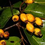 Eugenia hiraeifolia fruit picture by Nelson Zamora Villalobos (cc-by-nc)