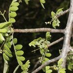 Bursera tomentosa habit picture by Nelson Zamora Villalobos (cc-by-nc)