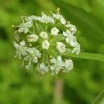 Apium nodiflorum flower picture by Pereira Jorge (cc-by-sa)