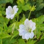 Geranium versicolor flower picture by Ant Biggs (cc-by-sa)