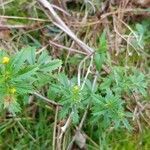 Potentilla thuringiaca leaf picture by Xavier LAGURGUE (cc-by-sa)