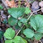 Geum sylvaticum leaf picture by Maryvone Modenel (cc-by-sa)