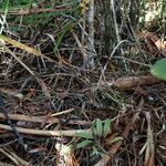 Crepidium taurinum habit picture by Richard Chesher (cc-by-sa)