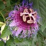 Passiflora cincinnata flower picture by de souza Dayane Luciene (cc-by-sa)