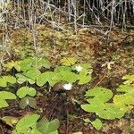 Nymphaea alba habit picture by Schaberl (cc-by-sa)