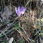 Crocus versicolor habit picture by Francois Mansour (cc-by-sa)