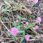 Gomphrena globosa flower picture by Sewbert Jati sewbert (cc-by-sa)