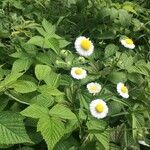 Bellis perennis flower picture by Marquis Lachance (cc-by-sa)