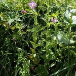 Epilobium duriaei habit picture by Sylvain Piry (cc-by-sa)