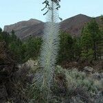 Echium wildpretii habit picture by Szabolcs Frater (cc-by-sa)