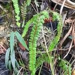 Odontosoria scandens habit picture by Trap Hers (cc-by-sa)