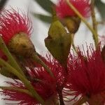 Eucalyptus leucoxylon fruit picture by Janet Cameron (cc-by-sa)