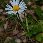 Bellis annua habit picture by Giode Tonpino (cc-by-sa)