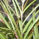 Asclepias woodsoniana leaf picture by Nelson Zamora Villalobos (cc-by-nc)