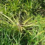 Bromelia antiacantha habit picture by Renato Lima (cc-by-nc-sa)