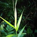 Flagellaria indica leaf picture by Goustan Bodin (cc-by-sa)