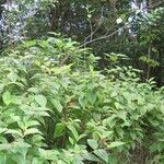 Mussaenda arcuata habit picture by H. Goëau (cc-by-sa)