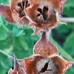 Cistus creticus fruit picture by iannizzotto michele (cc-by-sa)