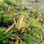 Azorella pedunculata fruit picture by Fabien Anthelme (cc-by-sa)