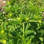 Potentilla norvegica habit picture by Eric (cc-by-sa)