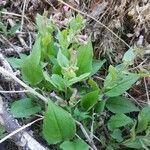 Pulmonaria officinalis habit picture by Roman Cyrul (cc-by-sa)