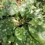 Pulmonaria officinalis leaf picture by Nina fly (cc-by-sa)