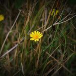 Hypochaeris glabra flower picture by Emi F (cc-by-sa)