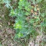 Potentilla argentea leaf picture by ralf liebers (cc-by-sa)