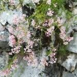 Asperula aristata habit picture by Renaud Brochiero (cc-by-sa)