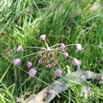 Allium cernuum flower picture by Edward Camp (cc-by-sa)