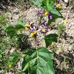 Solanum palinacanthum habit picture by Trap Hers (cc-by-sa)