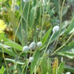 Plantago lagopus habit picture by francois tissot (cc-by-sa)