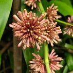 Dracaena fragrans flower picture by Arjun Trivedi (cc-by-sa)