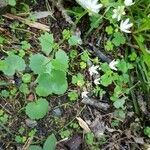 Saxifraga rotundifolia habit picture by Christophe Gautreau (cc-by-sa)