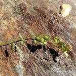 Biscutella glacialis fruit picture by Martinez Manuel (cc-by-sa)