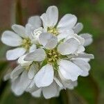 Amelanchier alnifolia flower picture by manuseitz (cc-by-sa)