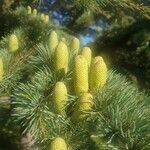 Cedrus libani flower picture by Sinan Avcı (cc-by-sa)