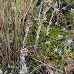 Mniodes longifolia habit picture by Fabien Anthelme (cc-by-sa)