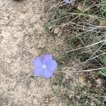 Linum narbonense flower picture by Francisco lopez cueva (cc-by-sa)