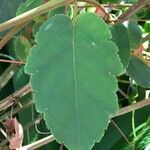 Passiflora miniata leaf picture by Daniel Barthelemy (cc-by-nc)