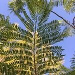 Jacaranda mimosifolia leaf picture by f v (cc-by-sa)