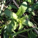 Veronica peregrina leaf picture by Nicolas Legay (cc-by-sa)