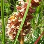 Orobanche alsatica flower picture by klara kucerova (cc-by-sa)