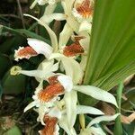 Coelogyne asperata fruit picture by Pierre Bonnet (cc-by-sa)