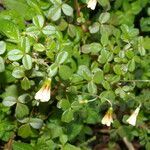 Oxalis filiformis flower picture by Nelson Zamora Villalobos (cc-by-nc)