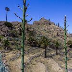 Agave americana habit picture by Manuel Hernández (cc-by-sa)