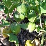 Physalis viscosa fruit picture by Trap Hers (cc-by-sa)