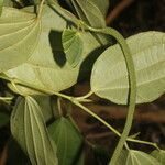 Piper dissimulans leaf picture by Nelson Zamora Villalobos (cc-by-nc)