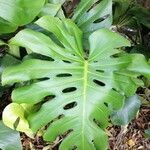 Monstera deliciosa leaf picture by David Robles (cc-by-sa)