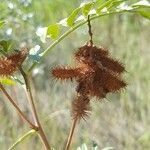 Glycyrrhiza lepidota fruit picture by Bryan Sarauer (cc-by-sa)